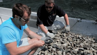 men shucking oysters